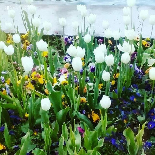 پارک ائل گلی تبریز